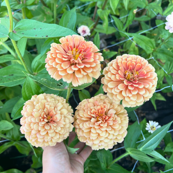 Pastel Surprise Zinnia Mix