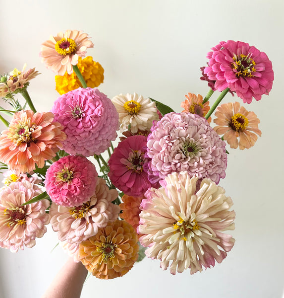 Pastel Surprise Zinnia Mix